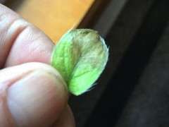 映山红下山桩新叶出现这种情况是什么原因