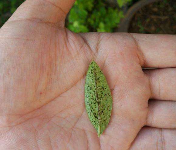 映山红下山桩叶子反面有许多小黑点