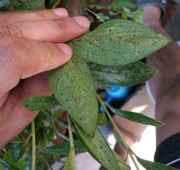 映山红下山桩怎么嫁接杜鹃的方法