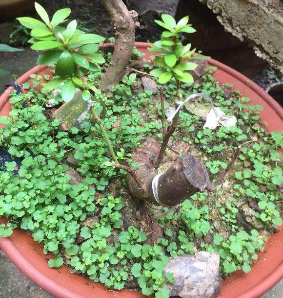 映山红下山桩怎么嫁接杜鹃的方法