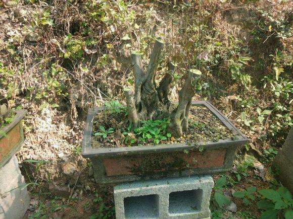 白花映山红下山桩是什么行情