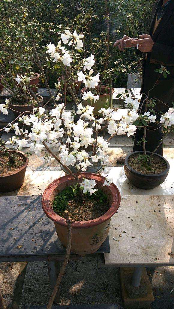 白花映山红下山桩是什么行情