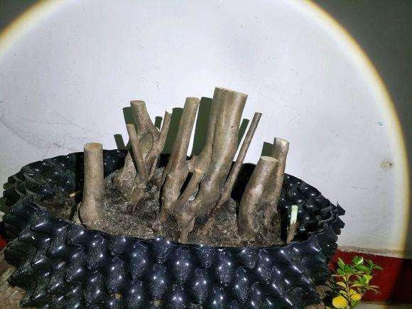 生桩映山红下山桩入盆截干后怎么涂药