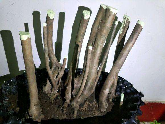 生桩映山红下山桩入盆截干后怎么涂药