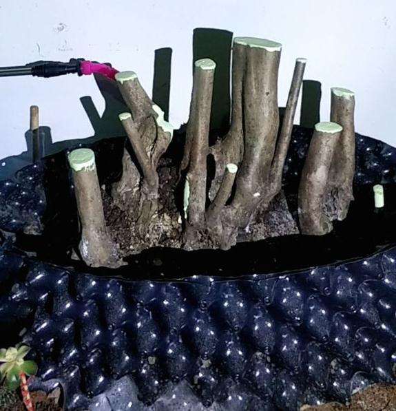 生桩映山红下山桩入盆截干后怎么涂药