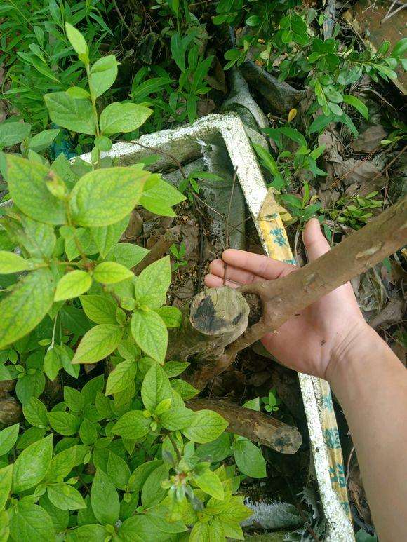 映山红下山桩重栽能行吗