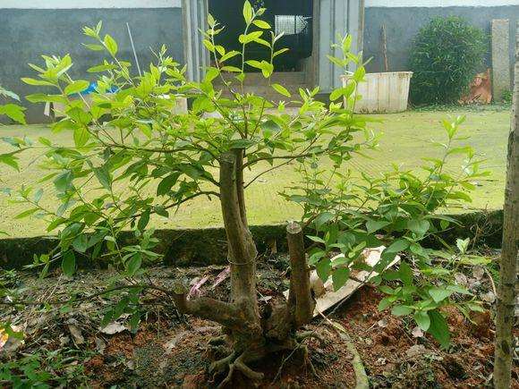 映山红下山桩重栽能行吗