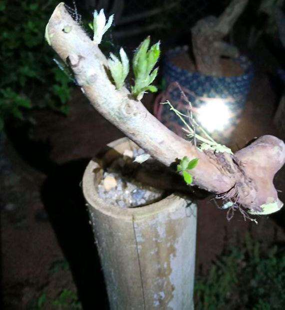 映山红下山桩一怕太阳暴晒 二怕土质不透气