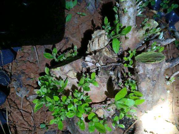 映山红下山桩一怕太阳暴晒 二怕土质不透气