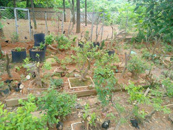 映山红下山桩一怕太阳暴晒 二怕土质不透气