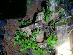 映山红下山桩一怕太阳暴晒 二怕土质不透气