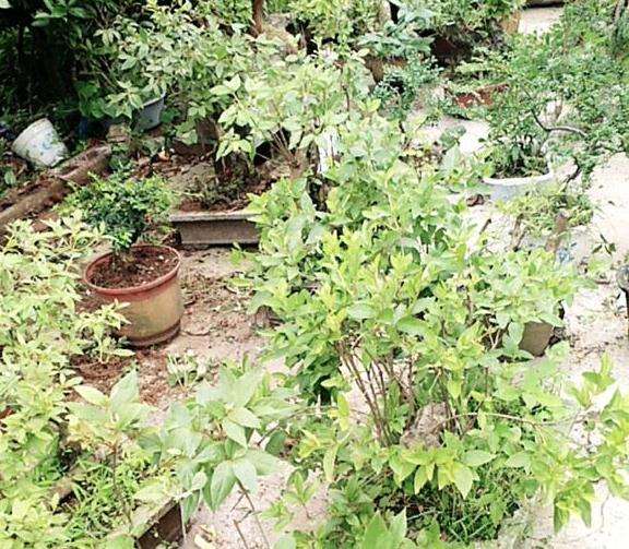 映山红下山桩叶子好像没有营养都发黄了