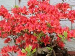 映山红下山桩过冬温度最低多少度