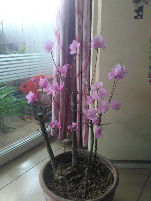 用自来水给映山红下山桩生桩浇水可以吗