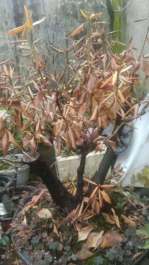 用自来水给映山红下山桩生桩浇水可以吗