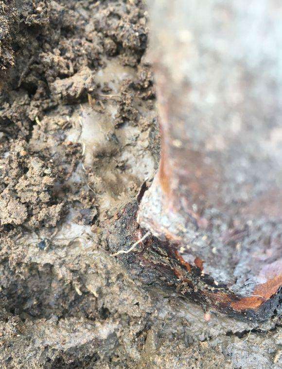 映山红下山桩芽僵了是什么原因