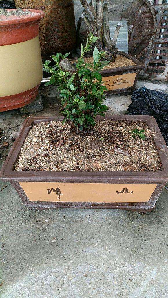 求教 映山红下山桩半死不活