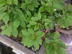 映山红生桩下山桩水培可以发芽吗