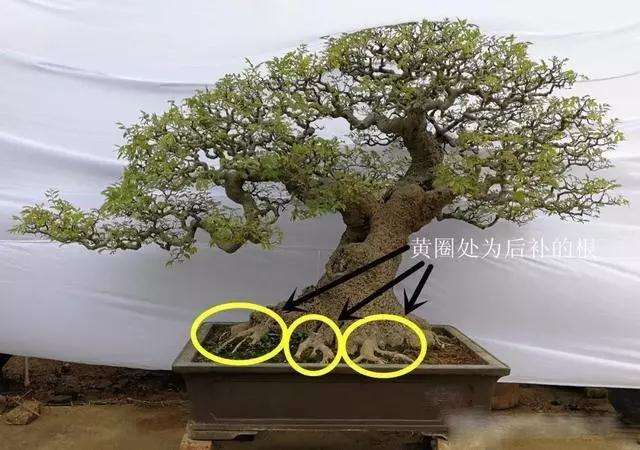 树木盆景怎么根盘的方法