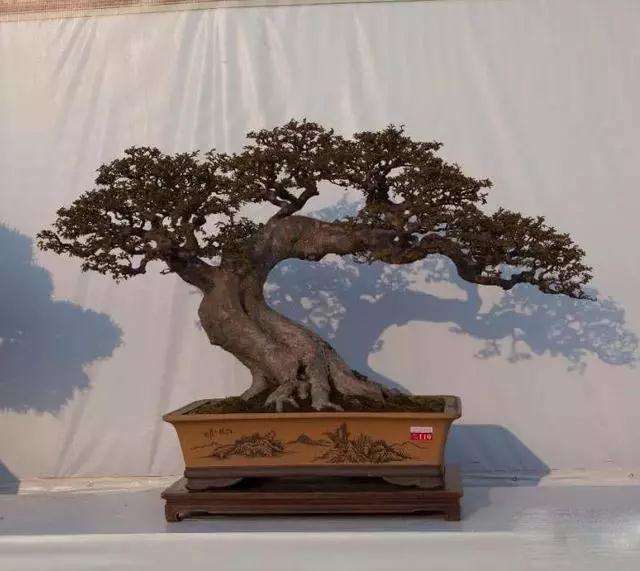 树木盆景怎么根盘的方法