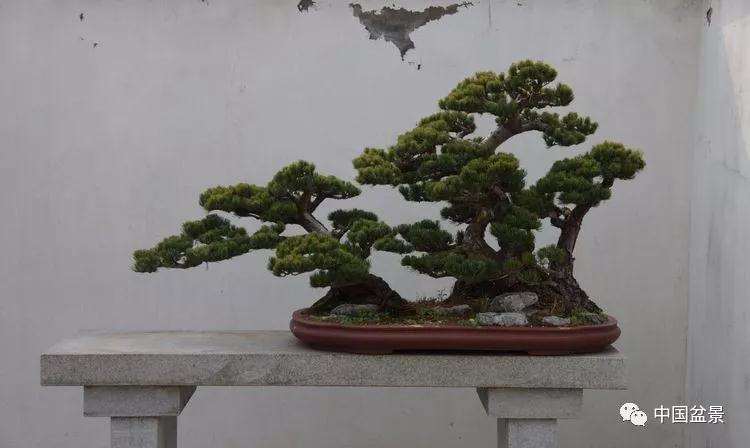 上海盆景基地欢迎来日本盆景友人参观