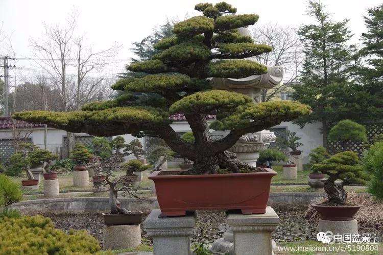 上海盆景基地欢迎来日本盆景友人参观