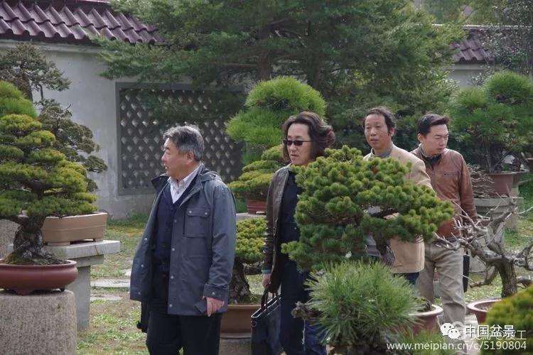 上海盆景基地欢迎来日本盆景友人参观