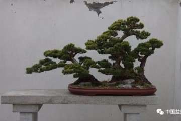 上海盆景基地欢迎来日本盆景友人参观