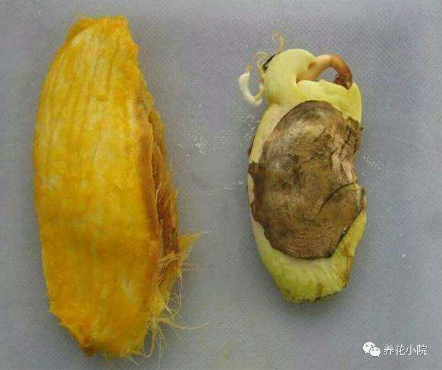 芒果盆景怎么催芽播种的方法