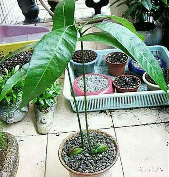 芒果盆景怎么催芽播种的方法