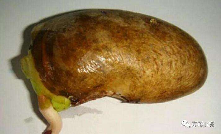 芒果盆景怎么催芽播种的方法