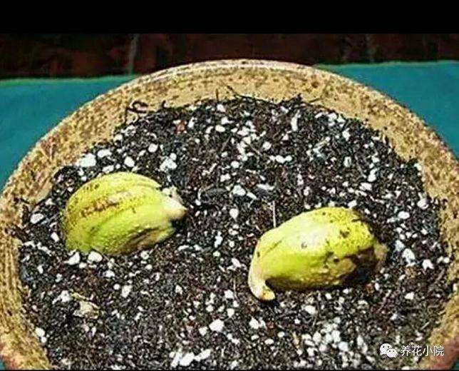 芒果盆景怎么催芽播种的方法