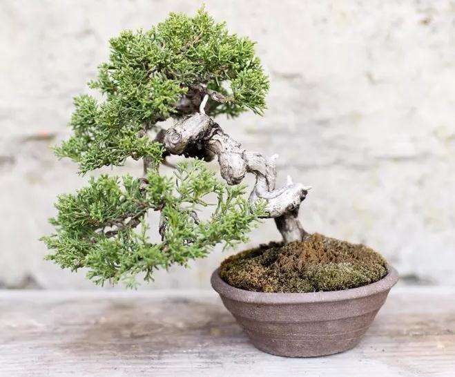 盆景怎么正确浇水的技巧