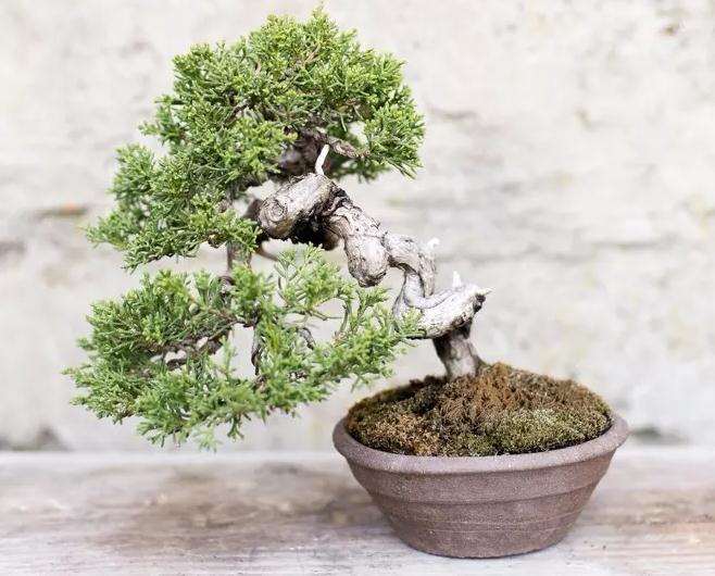 怎么给盆景挑选合适土壤的方法