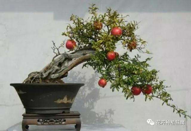 石榴盆景怎么扦插繁殖的方法