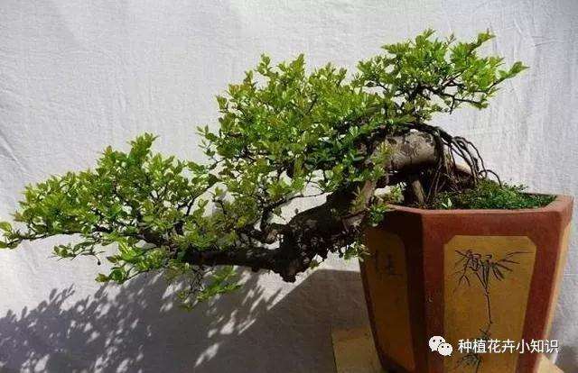 为什么养护金雀梅盆景要喷水