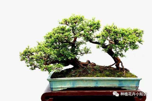 为什么养护金雀梅盆景要喷水