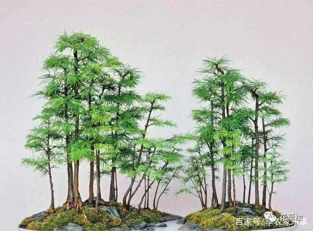 金钱松盆景树桩怎么造型的方法