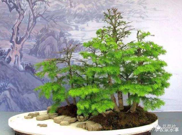 金钱松盆景树桩怎么造型的方法