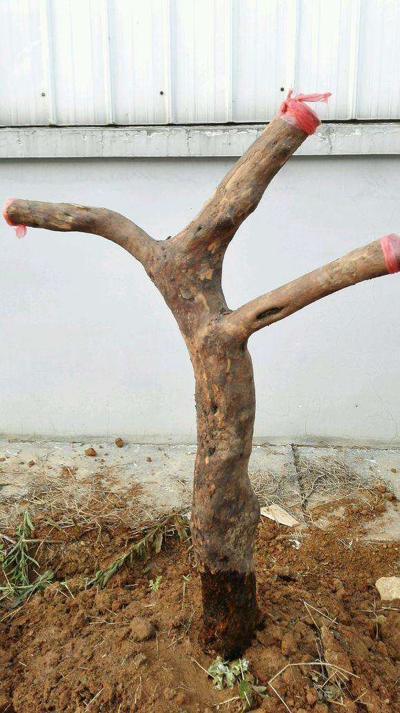 杜鹃下山桩长满了芽红芽