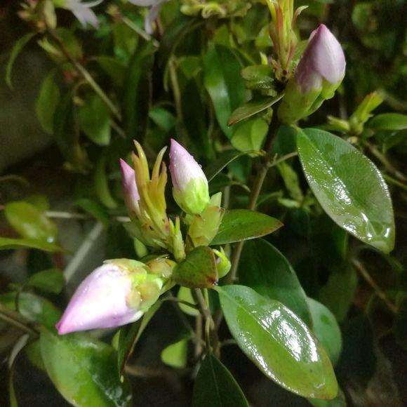 杜鹃下山桩长满了芽红芽