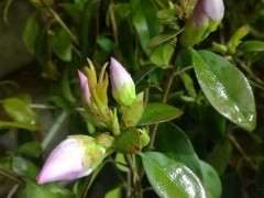 杜鹃下山桩长满了芽红芽 怎么办