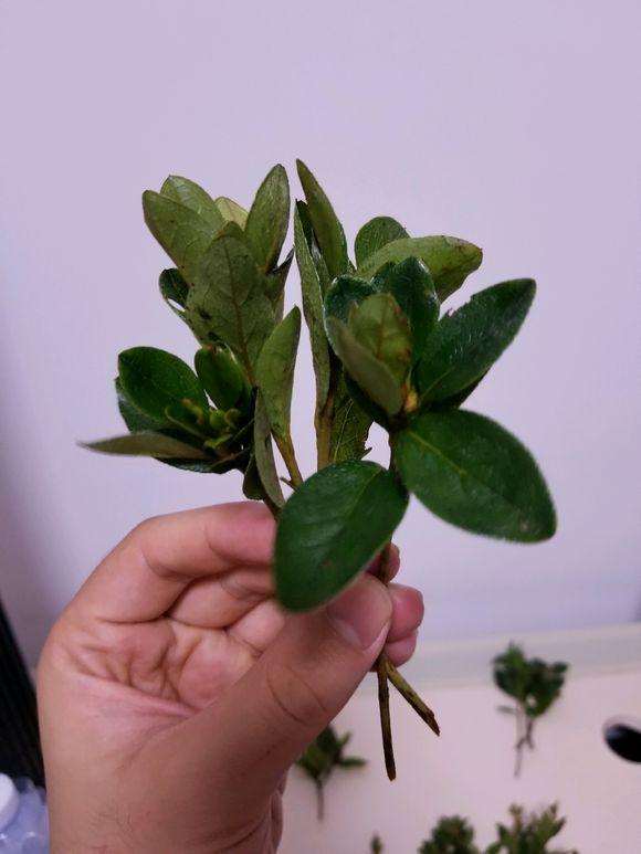 映山红下山桩的叶子怎么看出品种