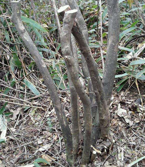 映山红下山桩怎么重新长芽