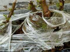 夏季映山红下山桩保鲜膜要不要去掉