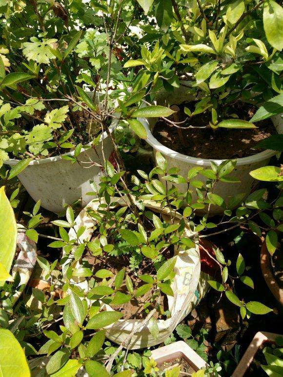 映山红下山桩用什么土种好