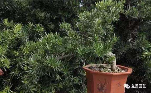 制作罗汉松盆景的四个品种是哪些