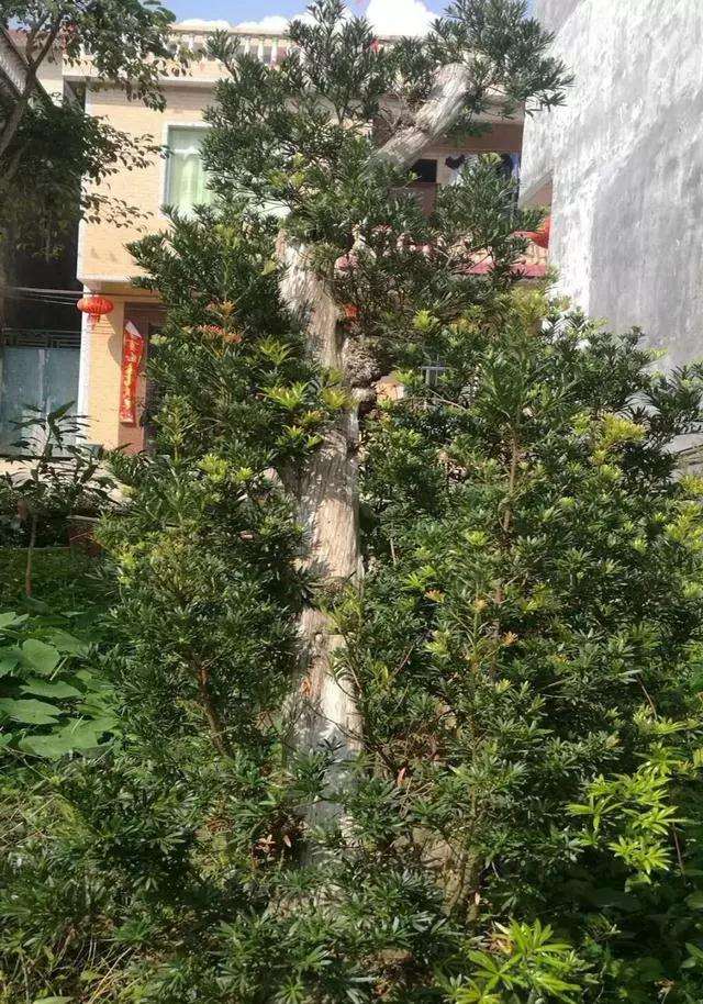 一棵罗汉松盆景养百年