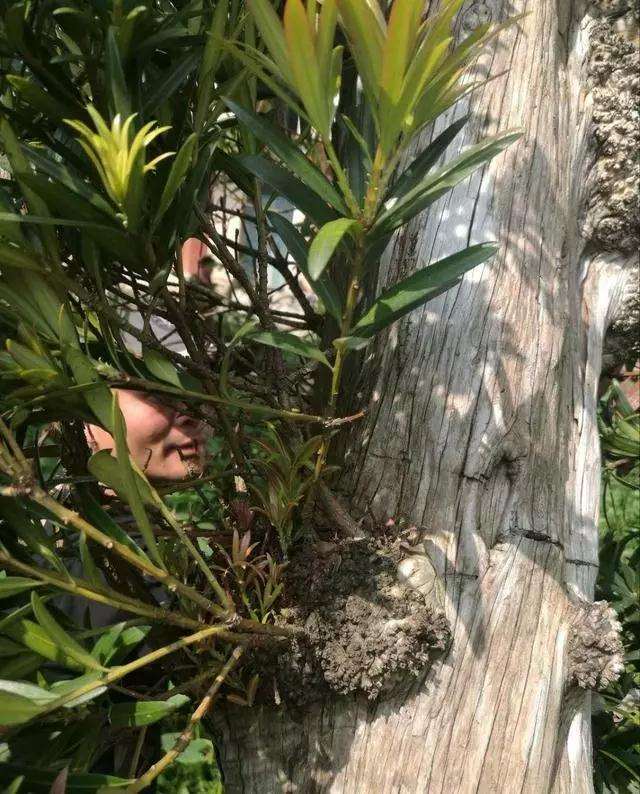 一棵罗汉松盆景养百年