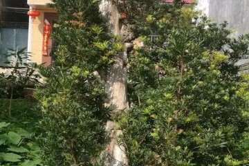 一棵罗汉松盆景养百年 轻松就卖4万元